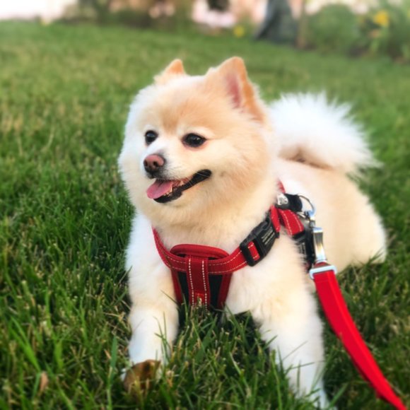 Meet your Posher, Chen - Picture 3 of 5